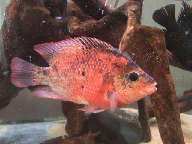 IMG_3081.JPG IMG_3081.JPG