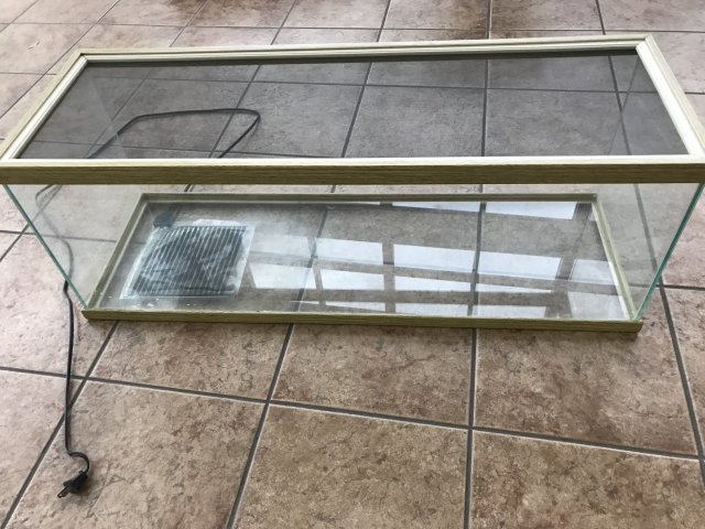 reptile IMG_0500.JPG