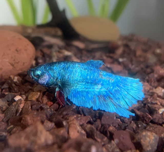 Screen Shot 2023-06-07 at 8.12.57 PM.png