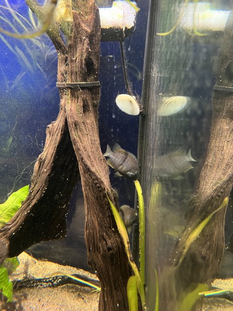 FDD11CF9-A525-4697-837C-B21D594D60DE.jpeg FDD11CF9-A525-4697-837C-B21D594D60DE.jpeg