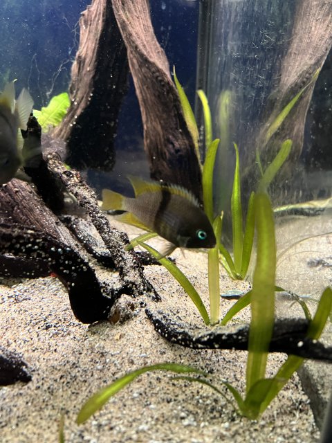 562202AA-76FF-47F7-8C8B-8BFFFE33C59E.jpeg 562202AA-76FF-47F7-8C8B-8BFFFE33C59E.jpeg