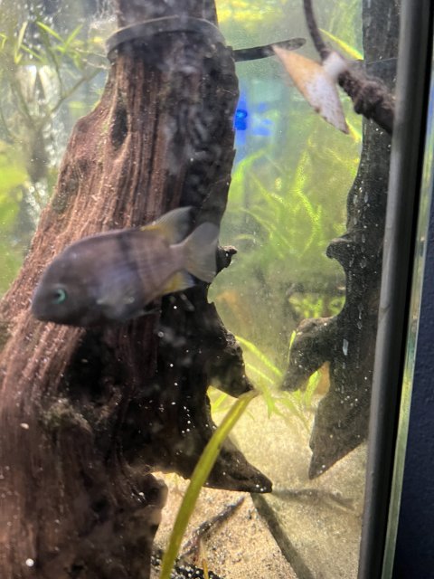 9D87F21D-AED8-4CCC-B555-3D28E03500AE.jpeg 9D87F21D-AED8-4CCC-B555-3D28E03500AE.jpeg