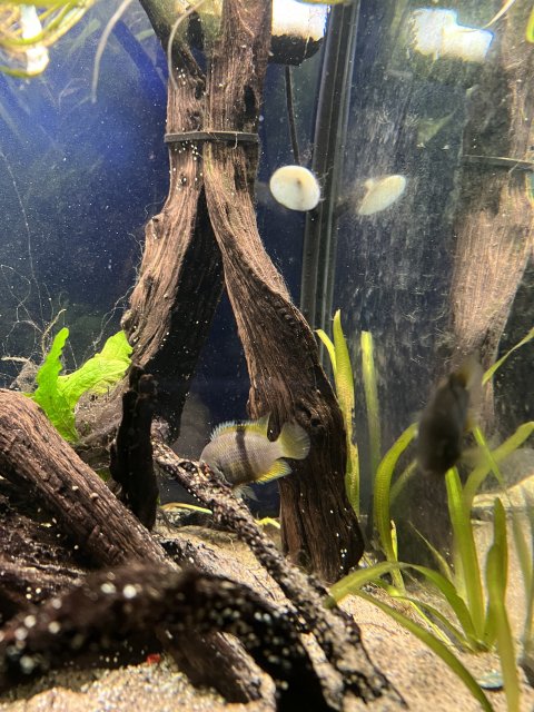 D48C8301-CA94-4F6A-A1FD-000A4B0973CC.jpeg D48C8301-CA94-4F6A-A1FD-000A4B0973CC.jpeg