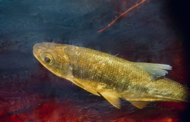 Bramocharax