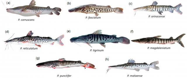 fishes-08-00306-g001.png