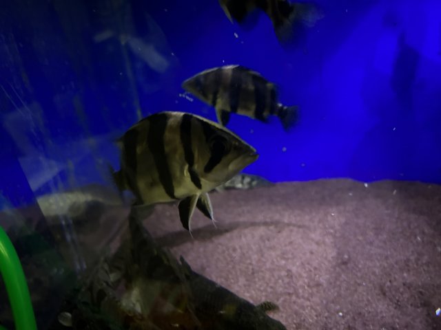 IMG_4788.jpeg IMG_4788.jpeg