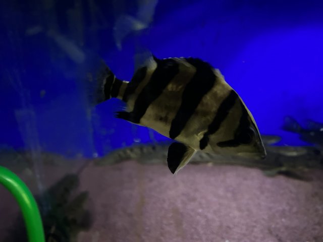 IMG_4786.jpeg IMG_4786.jpeg