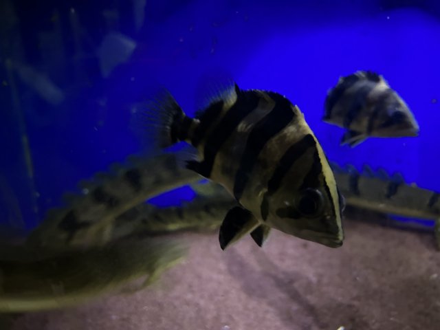 IMG_4779.jpeg IMG_4779.jpeg