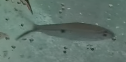 Screenshot 2023-06-15 at 1.05.16 PM.png