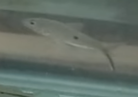 Screenshot 2023-06-15 at 1.06.51 PM.png