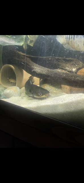 A378A866-A510-4884-A0BD-E9C005B3B3A3.png A378A866-A510-4884-A0BD-E9C005B3B3A3.png