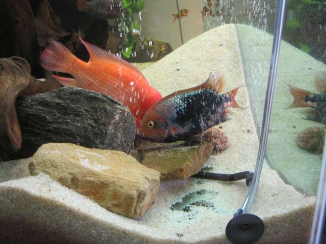 бифа х цитрон.jpg