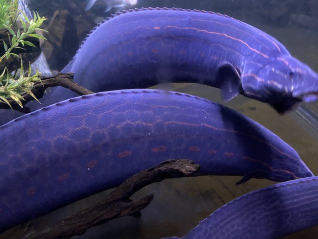 361DFFF4-CD05-474C-9AD0-C19D1E5603EE.jpeg