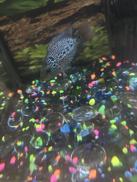 IMG_2827.jpeg IMG_2827.jpeg