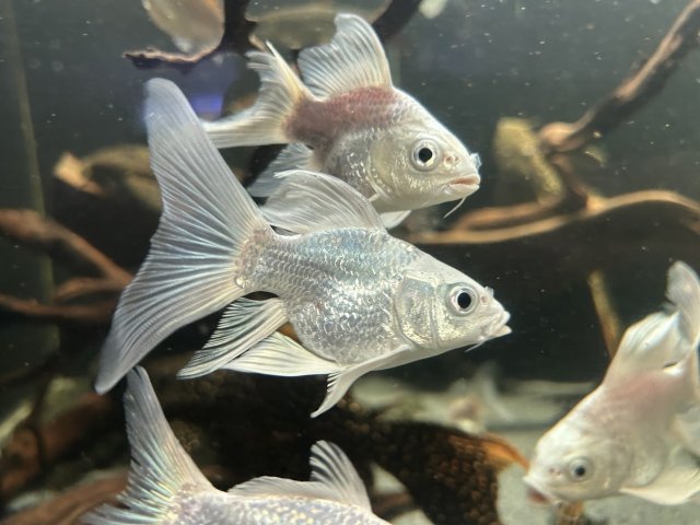 SB plat koi 3.JPG