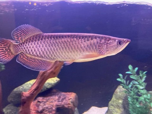 Jardini2.jpg Jardini2.jpg