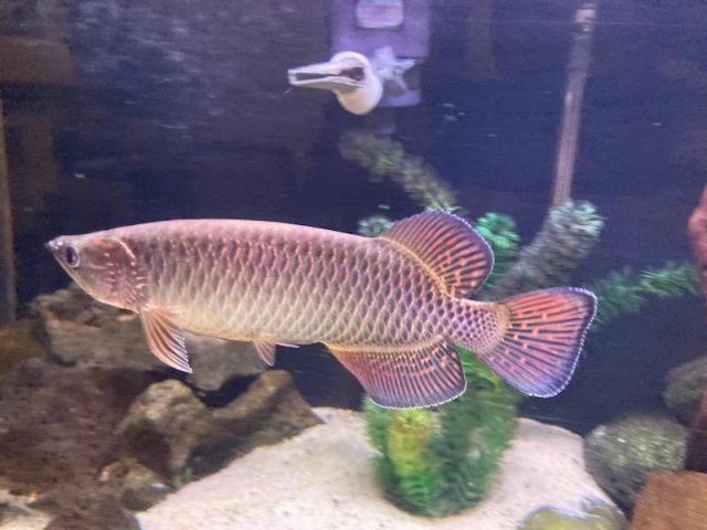 Jardini1.jpg Jardini1.jpg