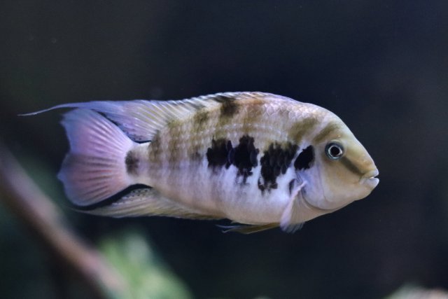 IMG_1675.jpeg IMG_1675.jpeg