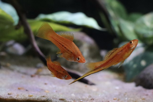 IMG_1730.jpeg IMG_1730.jpeg