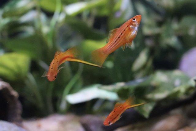 IMG_1682.jpeg IMG_1682.jpeg