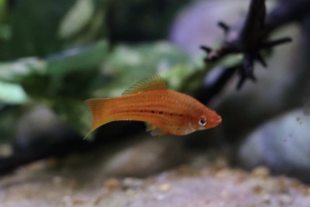 IMG_1679.jpeg IMG_1679.jpeg