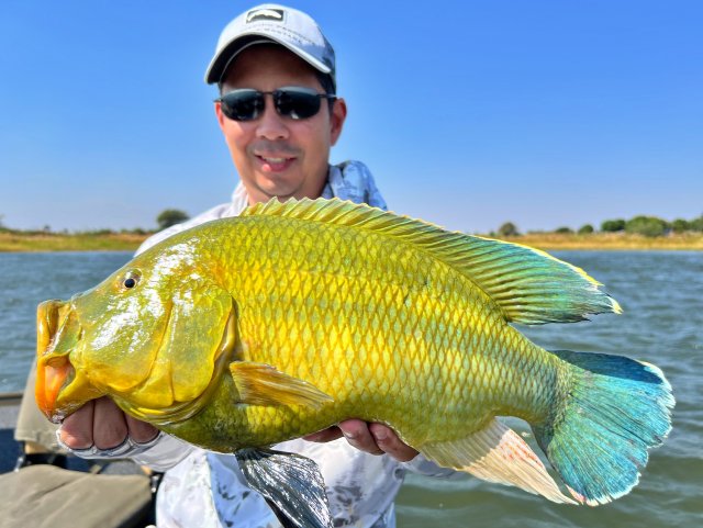 BarotseBigMaleNembweDay6.JPG BarotseBigMaleNembweDay6.JPG