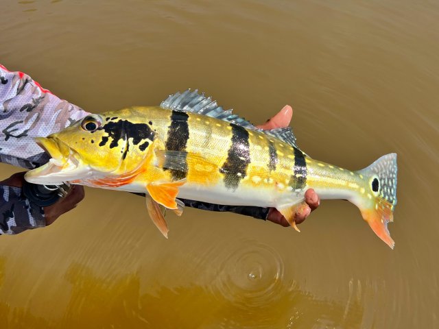 Cinchado.jpg Cinchado.jpg