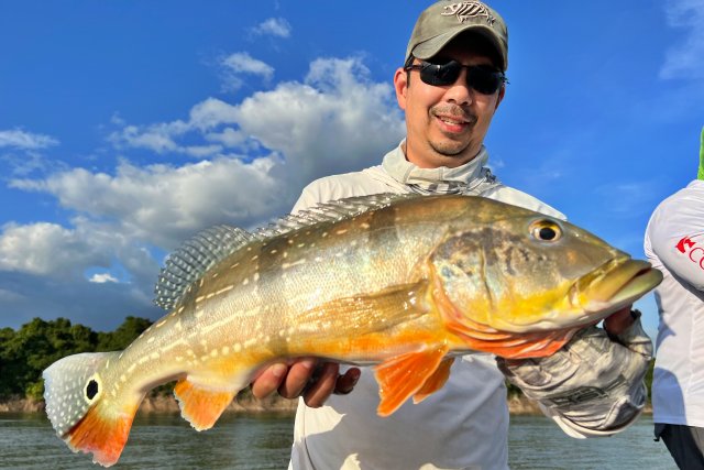 Paca15.jpg Paca15.jpg