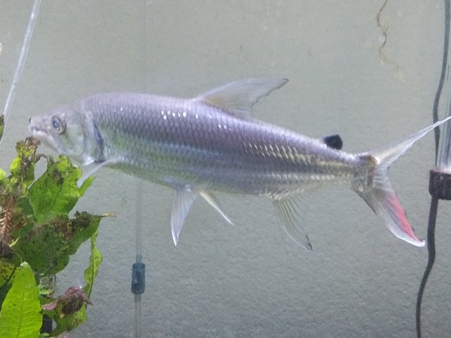 For Sale - 12 inch Goliath Tigerfish | MonsterFishKeepers.com