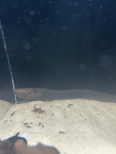 IMG_2488.jpeg IMG_2488.jpeg