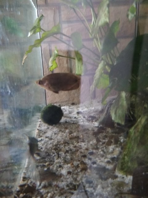 ctenopoma.jpg