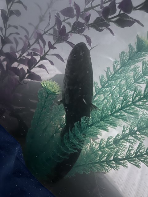 64A7B4EC-83FA-45F3-95AD-DA79A95C7FCB.jpeg