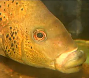 1689932334410.png 1689932334410.png