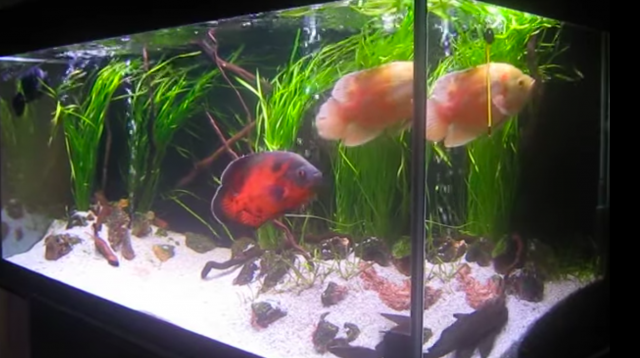 OSCAR 1.png OSCAR 1.png