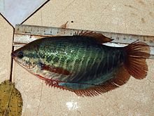 220px-Snakeskin_gourami.jpg 220px-Snakeskin_gourami.jpg