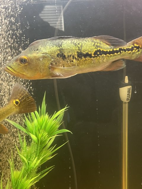 IMG_8091.jpeg IMG_8091.jpeg