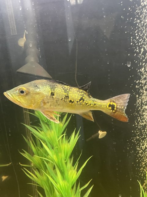 IMG_8087.jpeg IMG_8087.jpeg