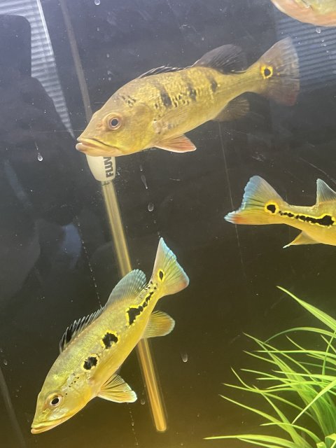 IMG_8090.jpeg IMG_8090.jpeg