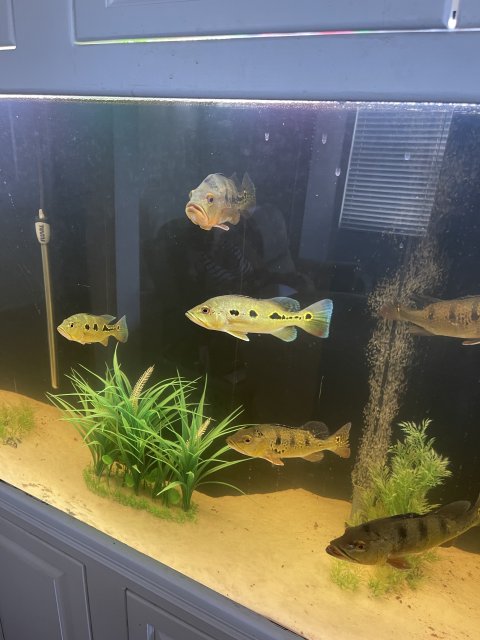 IMG_8093.jpeg IMG_8093.jpeg