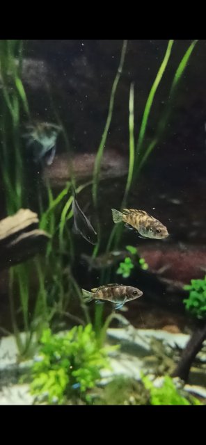 Screenshot_2023-07-27-20-03-36-180_com.miui.gallery.jpg Screenshot_2023-07-27-20-03-36-180_com.miui.gallery.jpg