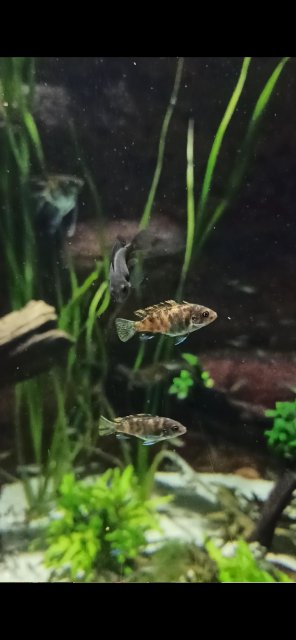 Screenshot_2023-07-27-20-02-34-243_com.miui.gallery.jpg Screenshot_2023-07-27-20-02-34-243_com.miui.gallery.jpg