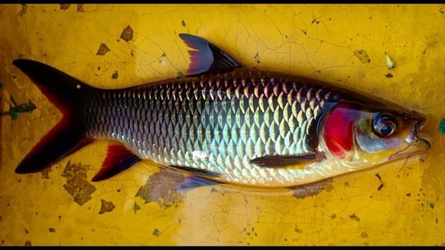 Leptobarbus_melanopterus.jpg