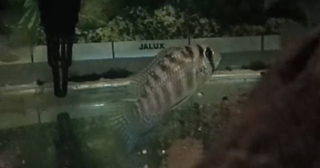 Screen Shot 2023-07-28 at 16.36.31.png