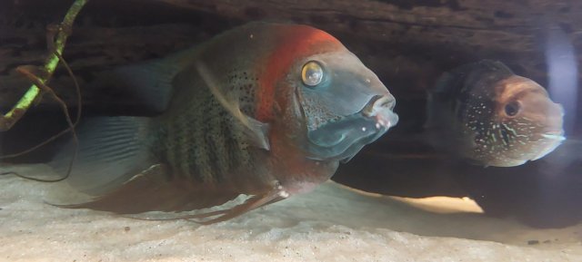 WhatsApp Image 2023-08-12 at 13.30.26.jpeg WhatsApp Image 2023-08-12 at 13.30.26.jpeg