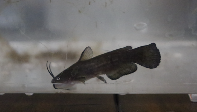 Screenshot 2023-08-15 9.51.00 PM.png