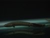 DSC03327.JPG