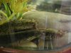 bichirs hanging out.jpg