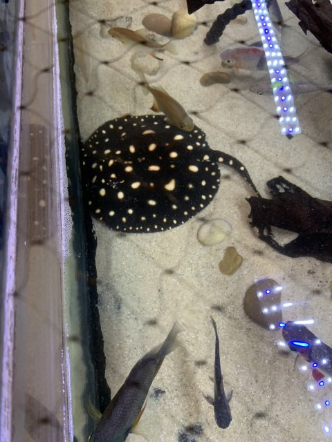 6D2E3538-12A7-4F64-A7DB-474E86750445.jpeg 6D2E3538-12A7-4F64-A7DB-474E86750445.jpeg