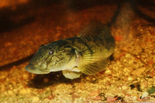 IMG_0129.jpeg IMG_0129.jpeg