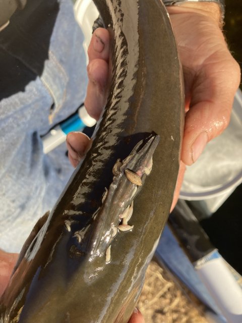 catfish worms 4.jpg